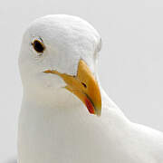 Kelp Gull