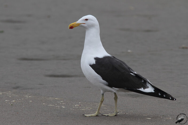 Goéland dominicainadulte, identification