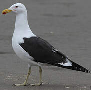 Kelp Gull