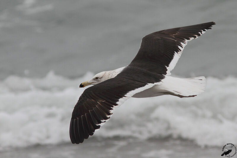 Kelp Gullsubadult, Flight