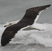 Kelp Gull