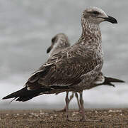 Kelp Gull