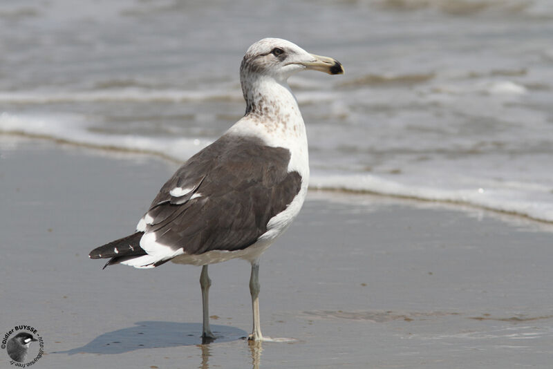 Kelp Gull