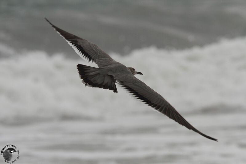 Goéland gris, Vol