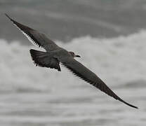 Grey Gull