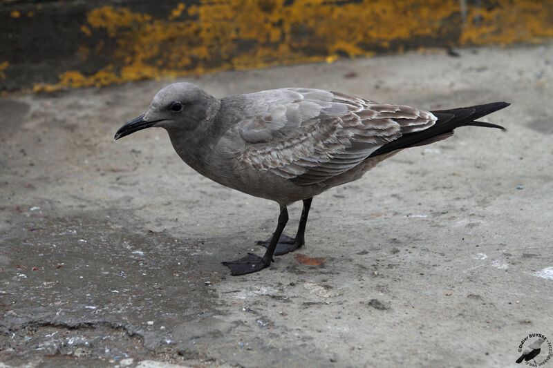 Grey Gullimmature, identification