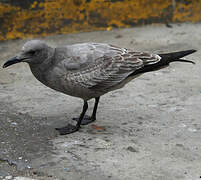 Grey Gull