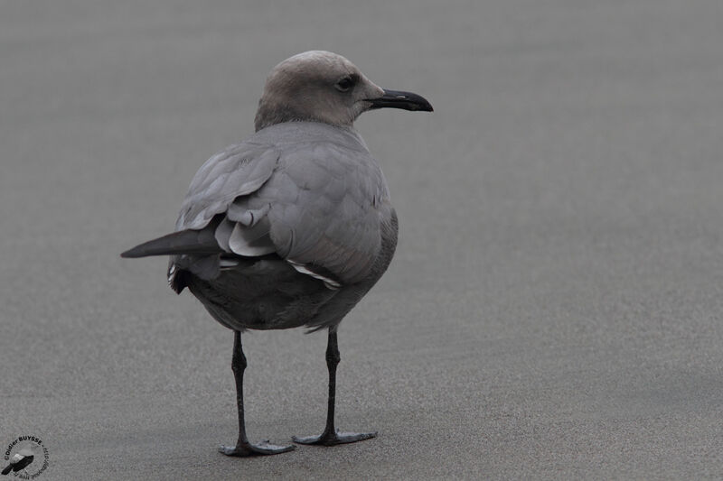 Goéland grisadulte, identification