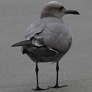 Grey Gull