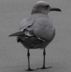 Goéland gris