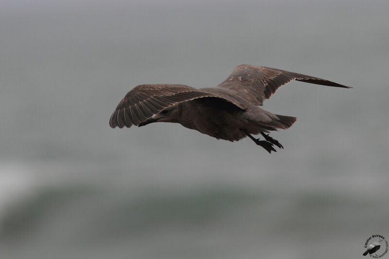 Grey Gullimmature, Flight