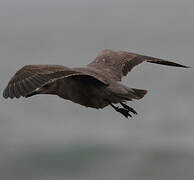 Grey Gull