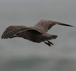 Goéland gris