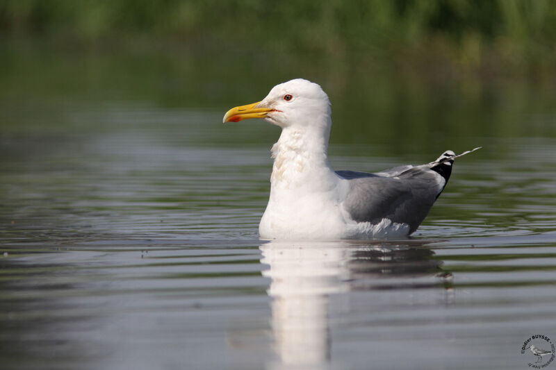 Caspian Gulladult, identification