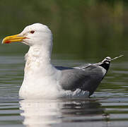 Caspian Gull