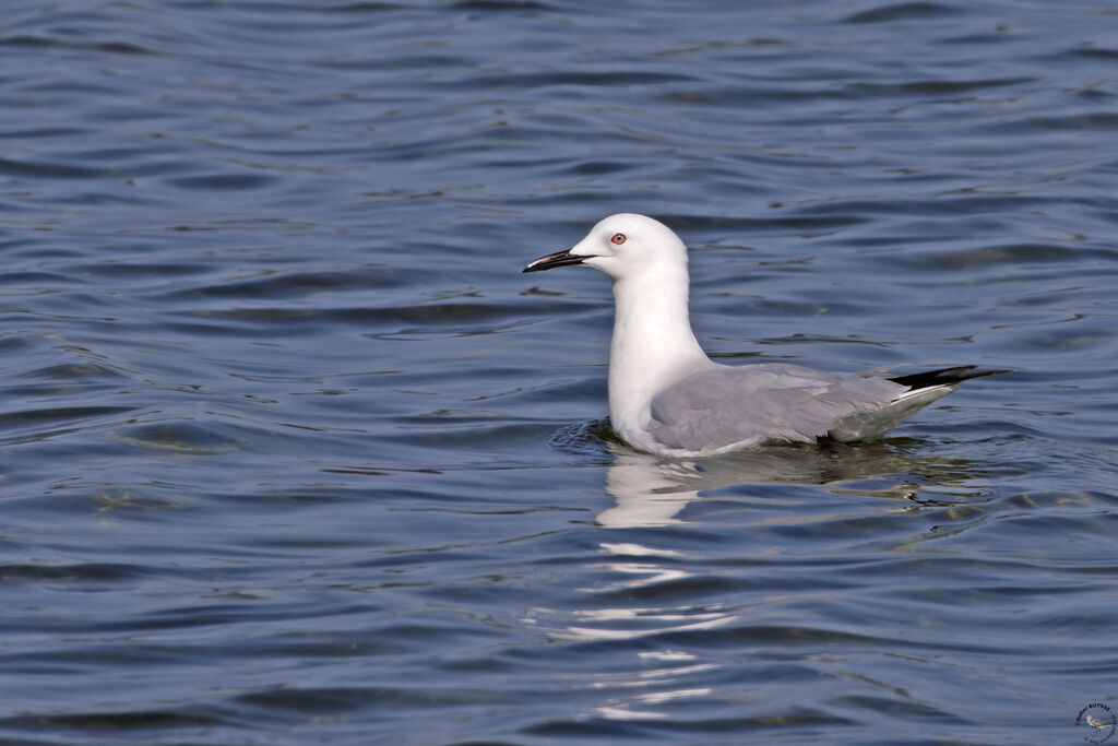 Slender-billed Gulladult