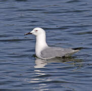 Slender-billed Gull