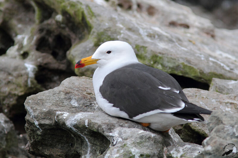 Belcher's Gulladult, identification