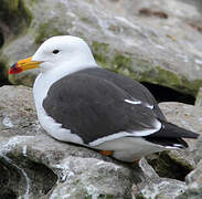 Belcher's Gull