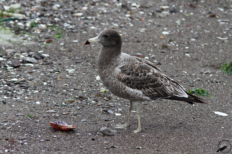 Goéland siméonjuvénile, identification