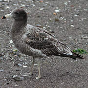 Belcher's Gull