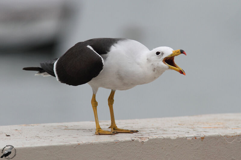 Belcher's Gulladult, identification, Behaviour