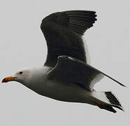 Belcher's Gull