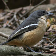 Southern Boubou