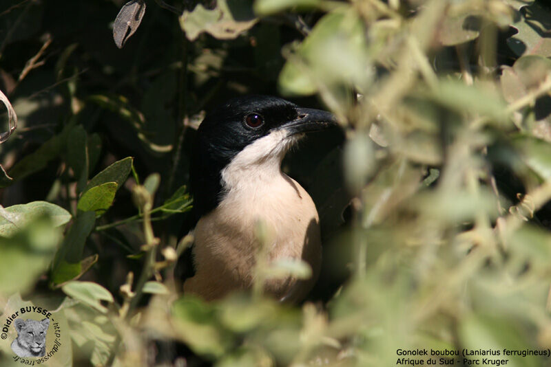 Southern Boubou