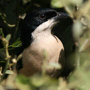 Southern Boubou