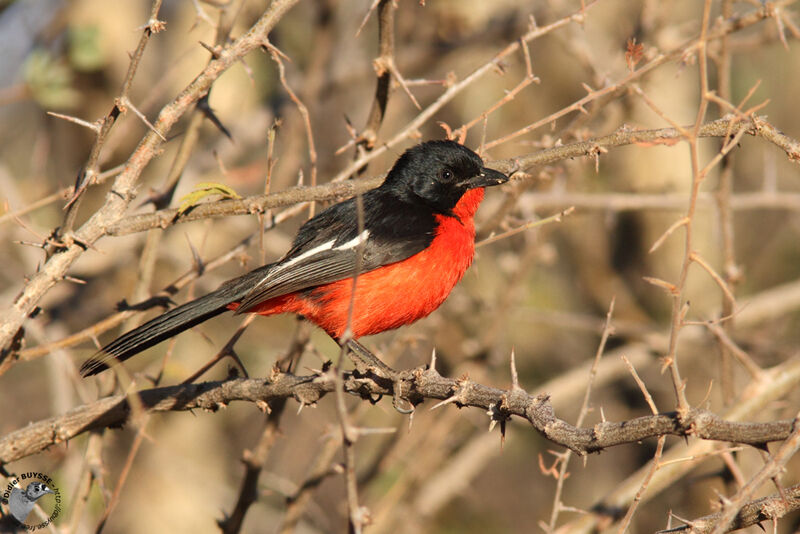 Crimson-breasted Shrikeadult, habitat