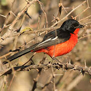 Crimson-breasted Shrike