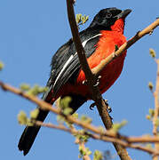 Crimson-breasted Shrike