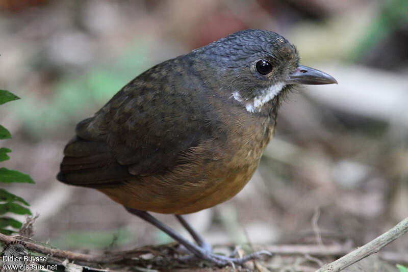 Moustached Antpittaadult, identification