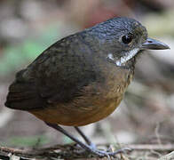 Moustached Antpitta