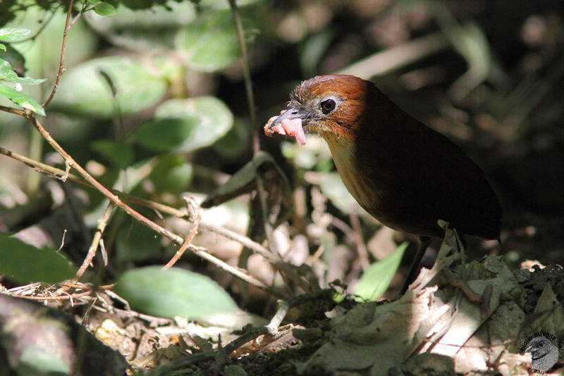 Yellow-breasted Antpitta female adult, identification