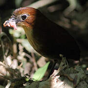 Yellow-breasted Antpitta