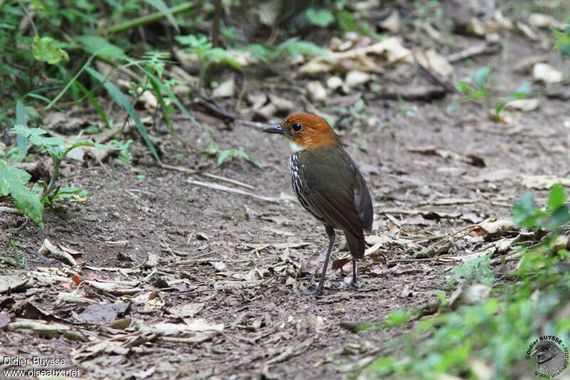 Grallaire à tête rousseadulte, identification