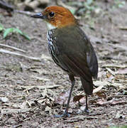 Chestnut-crowned Antpitta