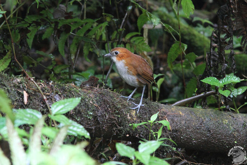 White-bellied Antpittaadult breeding, identification