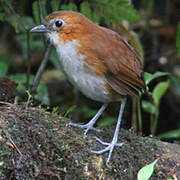 White-bellied Antpitta