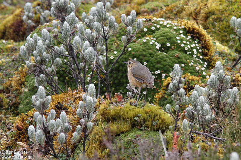 Grallaire de Quitoadulte, habitat