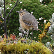 Tawny Antpitta