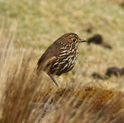 Stripe-headed Antpitta