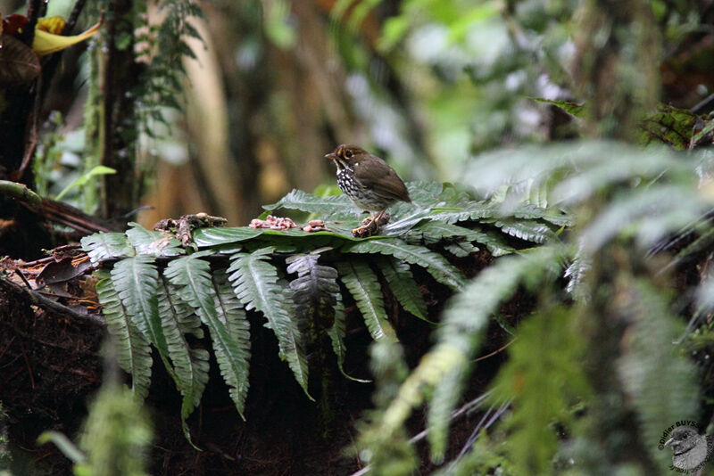 Grallaire du Pérou femelle, identification