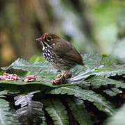 Peruvian Antpitta