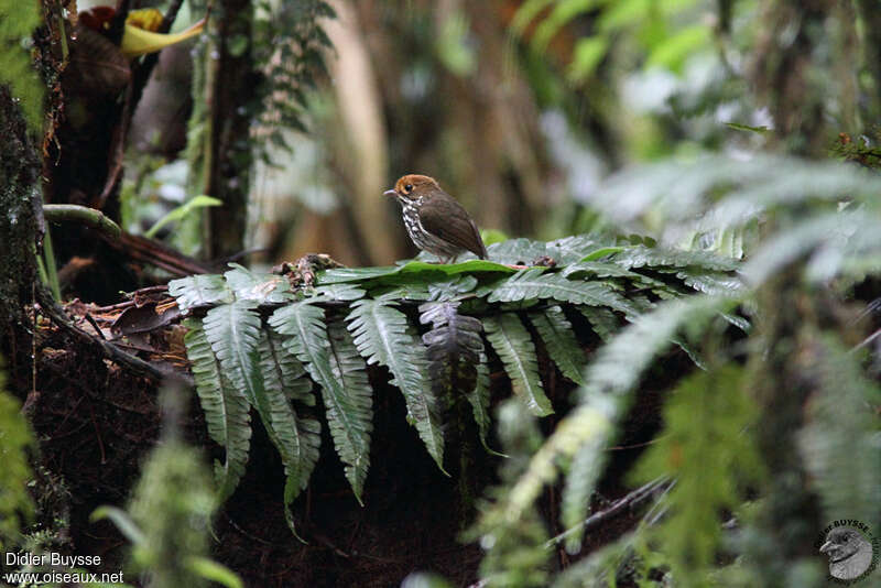 Grallaire du Pérou mâle, identification