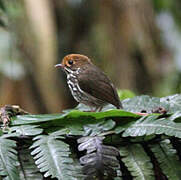 Peruvian Antpitta