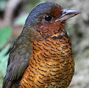 Giant Antpitta