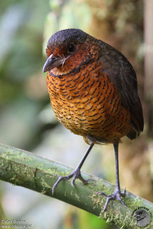 Grallaire géanteadulte, identification